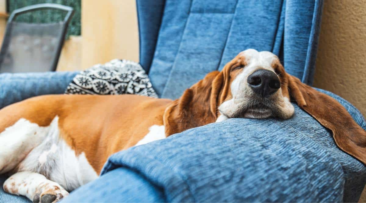 Hound dog sleeping soundly resting on blue armchair or sofa.