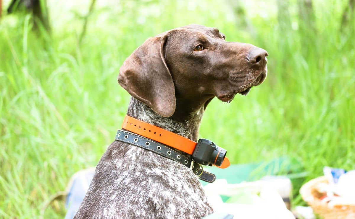 hound wearing a shock collar sitting outside