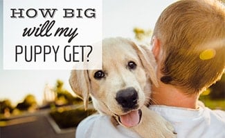 Man holding Golden puppy in arms (caption: How Big Will My Puppy Get?)