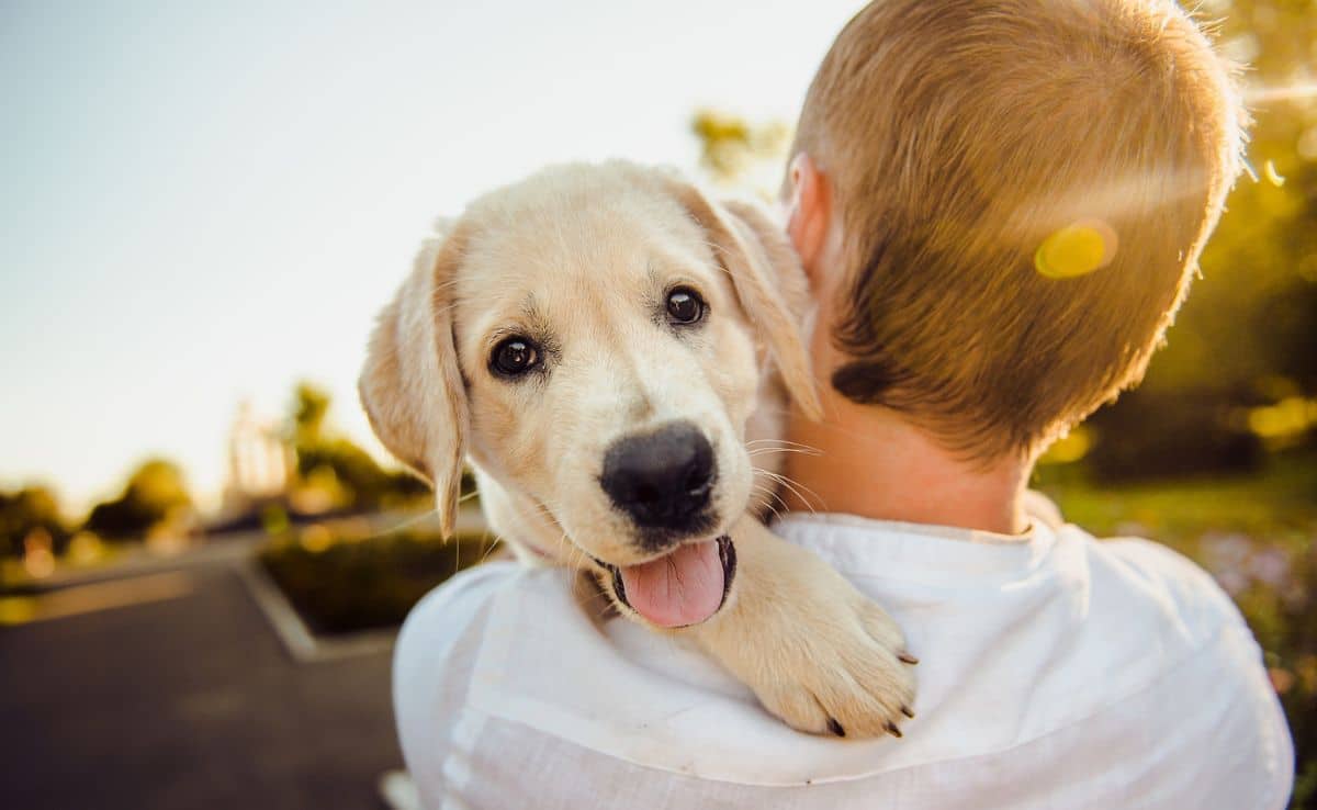 Guy holding lab puppy over his shoulder outside in the sun