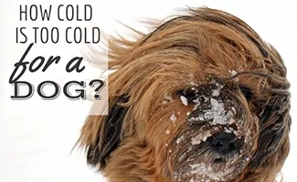 Dog with snow on face (Caption: How Cold Is Too Cold For A Dog?)