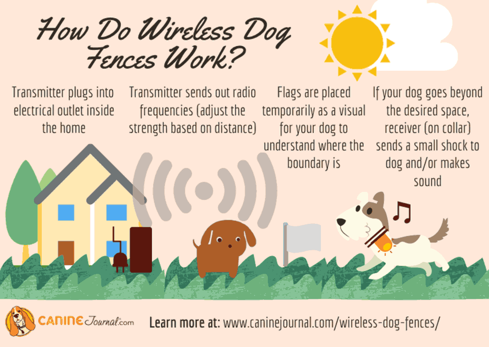 How do wireless dog fences work (Infographic)