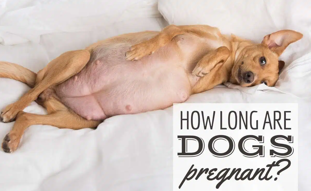 Pregnant dog laying on back with belly and nipples (Caption: How Long Are Dogs Pregnant?)