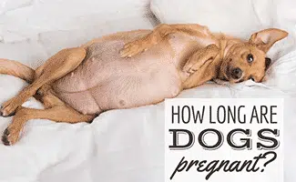 How Long Are Dogs Pregnant?