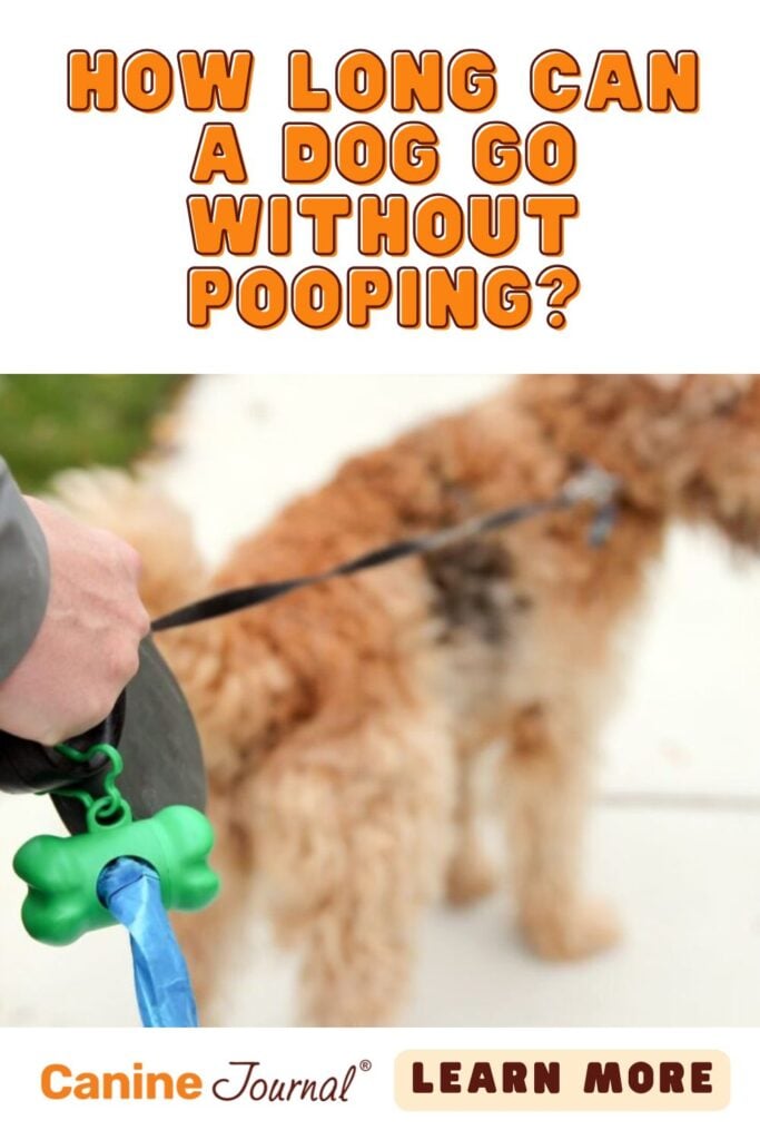 How long can a dog go without pooping pin.