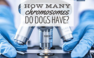 Microscope with gloved hands (caption: How Many Chromosomes Do Dogs Have?)