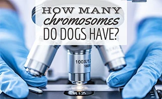 Microscope with gloved hands (caption: How Many Chromosomes Do Dogs Have?)
