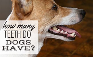 Dog smiling side of mouth with teeth (caption: How Many Teeth Do Dogs Have?)