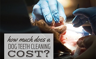 Dog having teeth cleaned by vet (caption: How Much Does A Dog Teeth Cleaning Cost?)