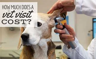 how much is a vet check up for a dog