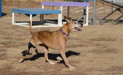 How Much Does Cruciate Ligament Dog Surgery Cost?