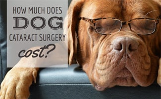 low cost surgery for dogs