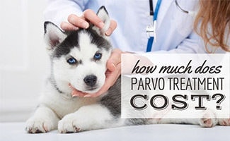 Puppy being held by vet (caption: How Much Does Parvo Treatment Cost?)