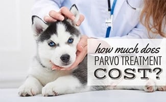 Husky puppy being held by vet (caption: How Much Does Parvo Treatment Cost?)