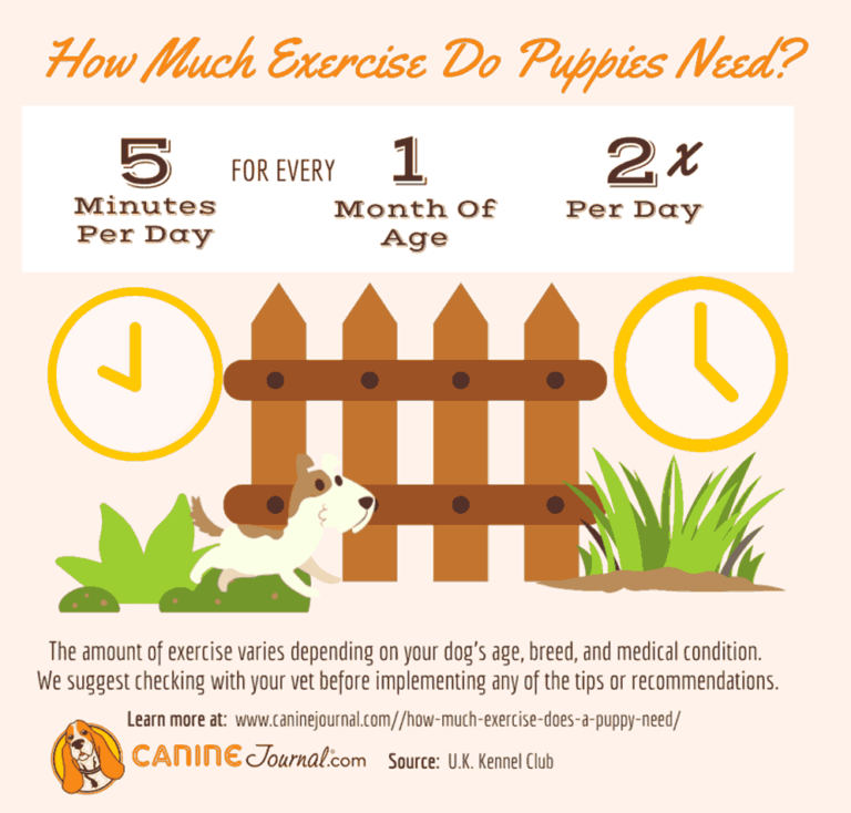 How Much Exercise Does A Puppy Need?