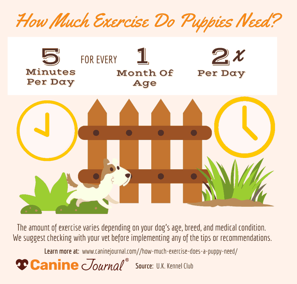 How much exercise do puppies need.