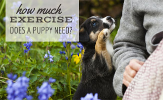 Puppy playing with owner (Caption: How Much Exercise Does a Puppy Need?)