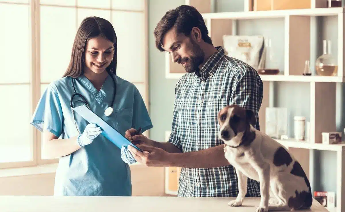 jack russell visiting the vet with owner