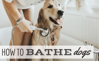 Girl giving dog a bath in tub (caption: How To Bathe Dogs)