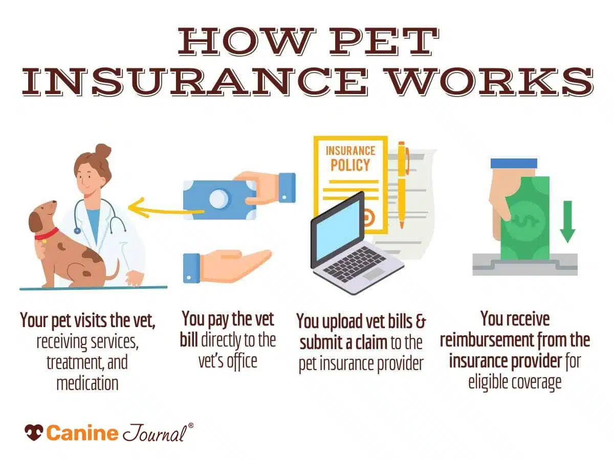 How pet insurance works infographic