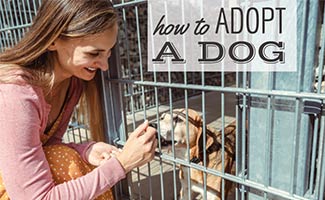 Girl at animal shelter with dog in cage (caption: How To Adopt A Dog)