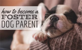 How To Become A Foster Dog Parent 