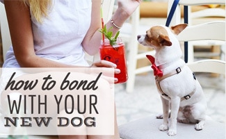 Dog bonding with mom (Caption: Dog and owner on patio with drink)