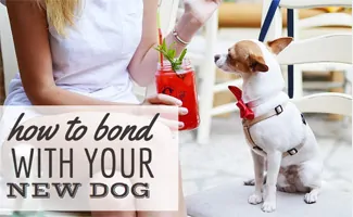 Dog bonding with mom (Caption: Dog and owner on patio with drink)