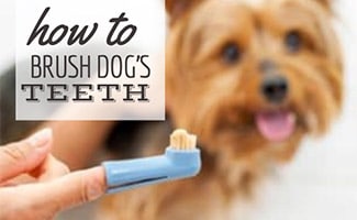 Person holding toothbrush in front of dog (Caption: How To Brush Dog's Teeth)