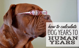 how to calculate dog years