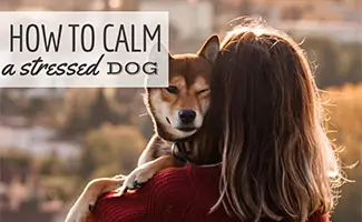 Girl holding and hugging a dog (Caption: How To Calm A Stressed Dog)