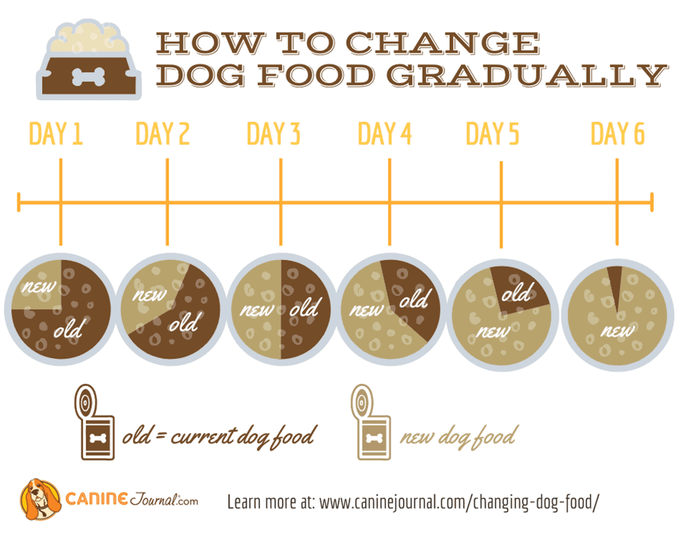 Infographic: How to change dog food gradually