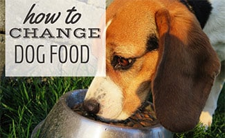 Dog eating out of bowl in grass (caption: How To Change Dog Food)