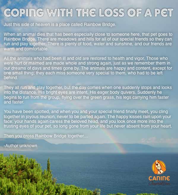 Coping with the death of your dog