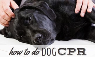 CPR for Dogs