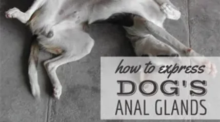 How to Express a Dog's Anal Glands - PetMD