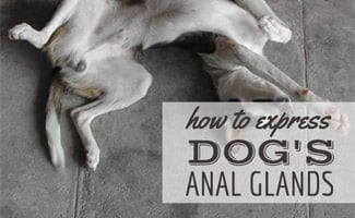 Dog laying on back (text in image) How To Express Dog's Anal Glands