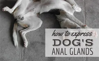 Dog showing it's belly and genitals (Caption: How To Express Dog's Anal Glands)