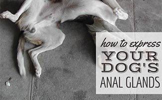 Dog laying on back with anal glands full (caption: How To Express Your Dog's Anal Glands)