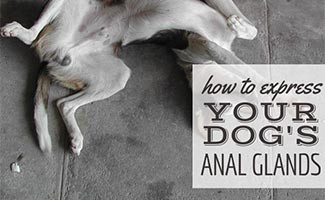 Dog laying on back with anal glands full (caption: How To Express Your Dog's Anal Glands)