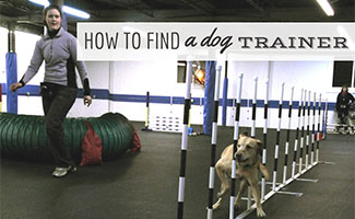 Dog doing agility course with trainer (caption: How To Find A Dog Trainer)