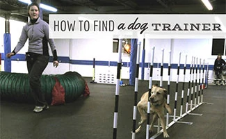 Dog doing agility with trainer (Caption: How To Find A Dog Trainer)