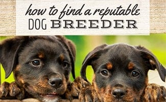 Puppies peeking through fence(caption: How To Find A Reputable Breeder)