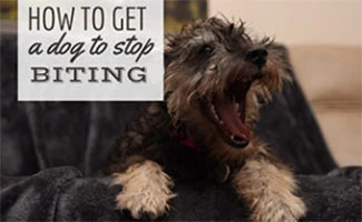 Dog biting person's neck (Caption: What To Do If Your Dog Bites Someone?)
