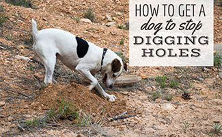 Dog digging hole (caption: How To Stop Dog From Digging Holes)