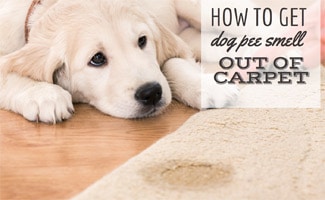 best carpet deodorizer for dog urine