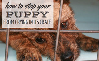 what to do when puppy barks in crate