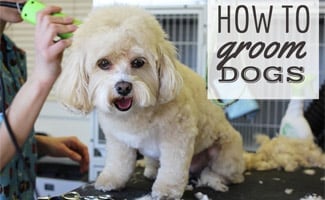 White dog being groomed (caption: How To Groom Dogs)