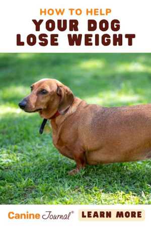 how to help your dog lose weight pin