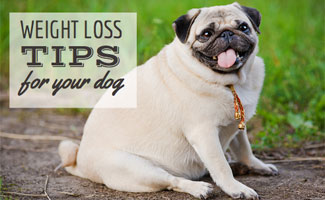 Fat pug (Caption: Weight Loss Tips For Your Dog)